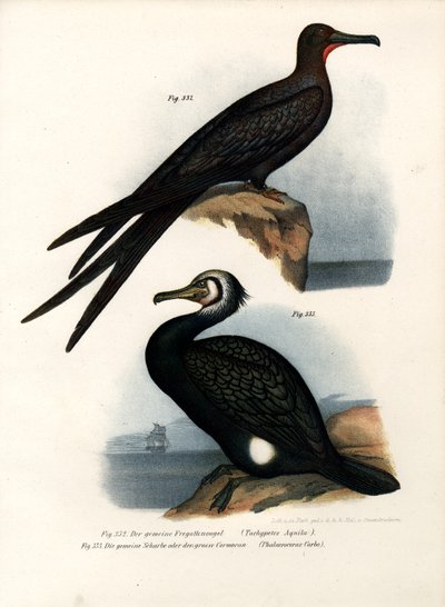 Fregattvogel von German School